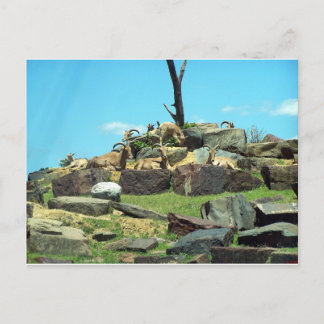 Carte Postale Zoo de Philadelphie