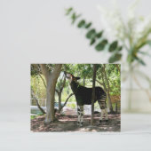 Carte Postale Zoo de San Diego (Debout devant)