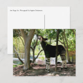 Carte Postale Zoo de San Diego (Devant / Derrière)