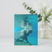 Carte Postale Zoo de San Diego (Debout devant)