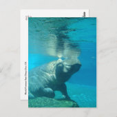 Carte Postale Zoo de San Diego (Devant / Derrière)