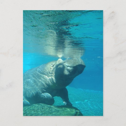 Carte Postale Zoo de San Diego (Devant)