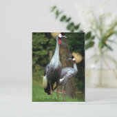 Carte Postale Zoo de San Francisco (Debout devant)