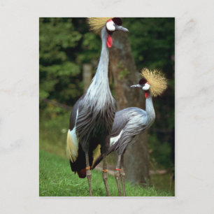 Carte Postale Zoo de San Francisco