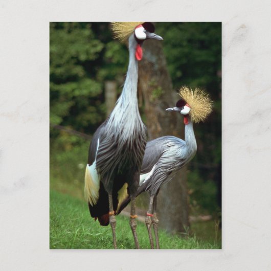 Carte Postale Zoo de San Francisco (Devant)