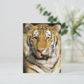 Carte Postale Zoo de Tiger Michigan (Debout devant)