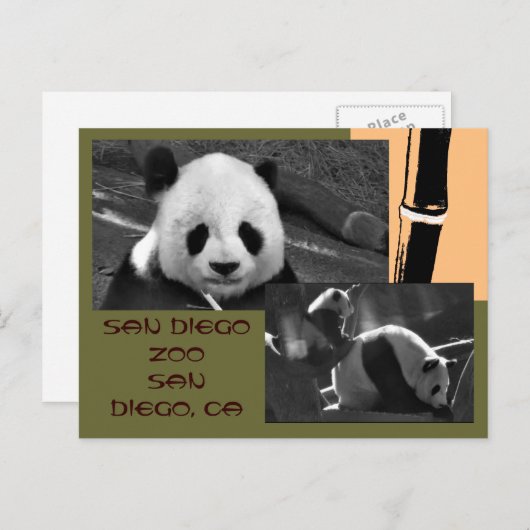 Carte postale Zoo Panda San Diego (Devant / Derrière)