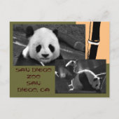 Carte postale Zoo Panda San Diego (Devant)