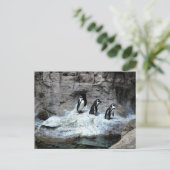 Carte Postale Zoo Saint-Louis 2009 (Debout devant)