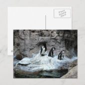 Carte Postale Zoo Saint-Louis 2009 (Devant / Derrière)