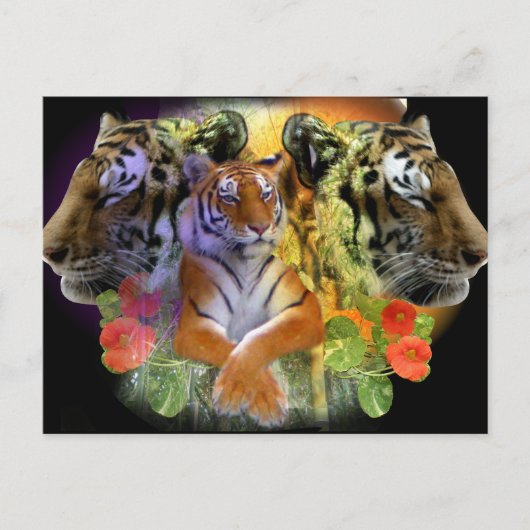 Carte Postale zoo Tiger Symmetry (Devant)
