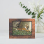 Carte Postale zoo, tigre (Debout devant)