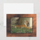 Carte Postale zoo, tigre (Devant / Derrière)