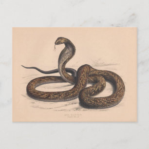 Carte postale Zoologique Cobra Vintage