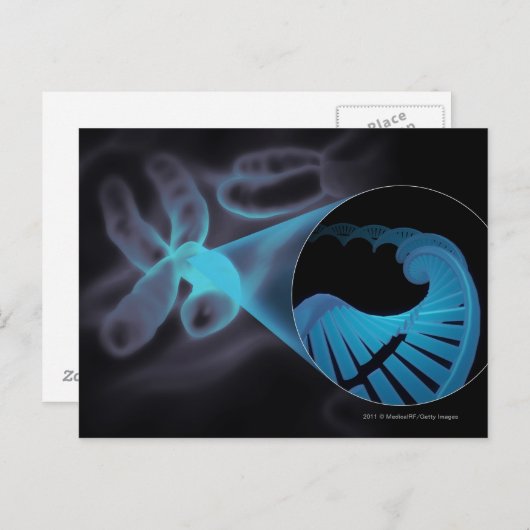 Carte Postale Zoom sur un brin d'ADN dans un chromosome (Devant / Derrière)