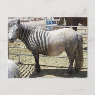 Carte Postale Zorse