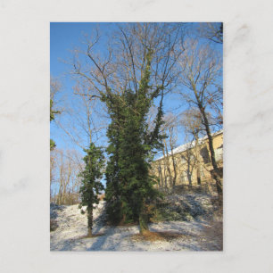 Carte Postale Zugewachsener Baum