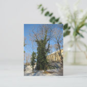 Carte Postale Zugewachsener Baum (Debout devant)