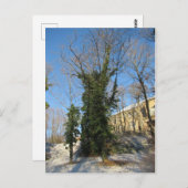 Carte Postale Zugewachsener Baum (Devant / Derrière)