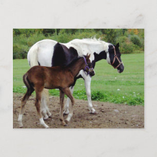 Carte Postale zura3