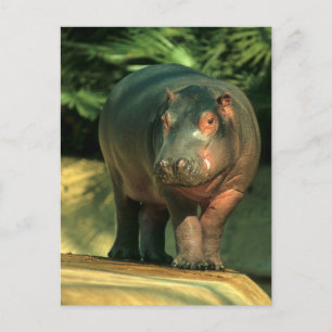 Carte Postale Zwergflusspferd (Choeropsis liberiensis)