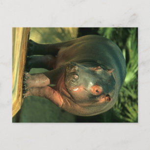 Carte Postale Zwergflusspferd (Choeropsis liberiensis)