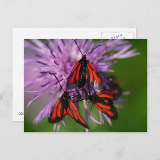 Carte Postale Zygaena purpurpuralis (Devant / Derrière)