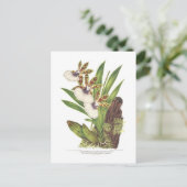 Carte Postale Zygopetalum gautieri (Debout devant)