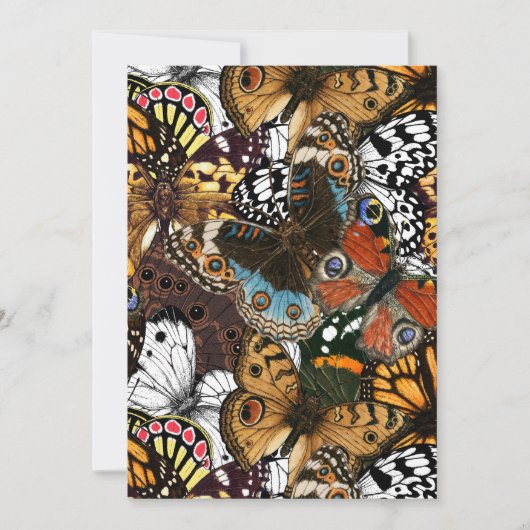 Carte Poster de animal. Ailes papillons. (Devant)