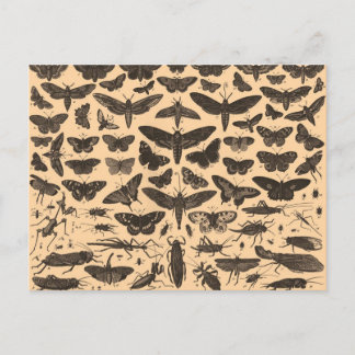 Carte postérieure de Vintage