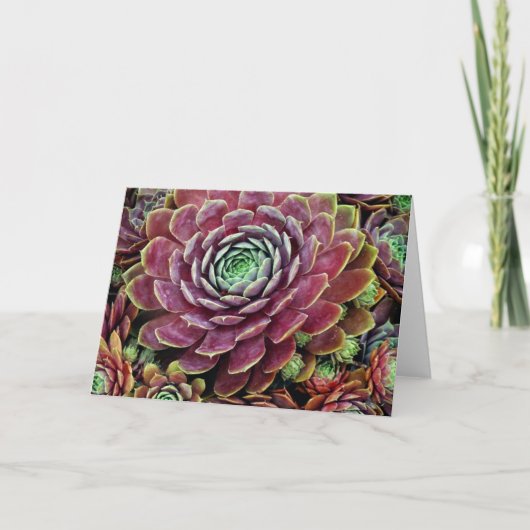 Carte Poule et poussins (Devant)