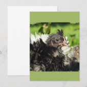 Carte poulets de poulet (Devant / Derrière)
