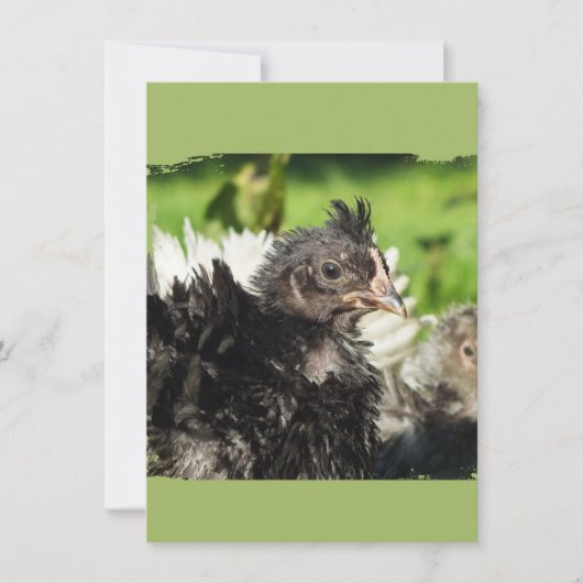 Carte poulets de poulet (Devant)