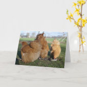 Carte Poulets d'orpington bouffés. (Fleur jaune)