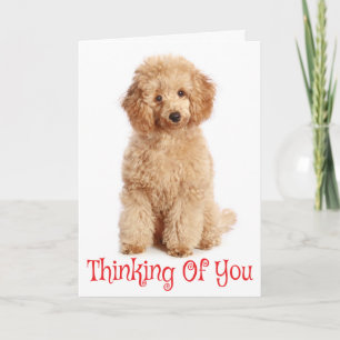 Carte pour chien caniche abricot "Pensée pour toi"