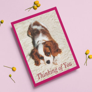 Carte pour chiot Cavalier King Charles 'Pensées po