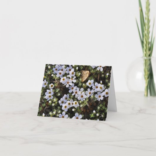 Carte pour notes blanc de fleur sauvage (Devant)