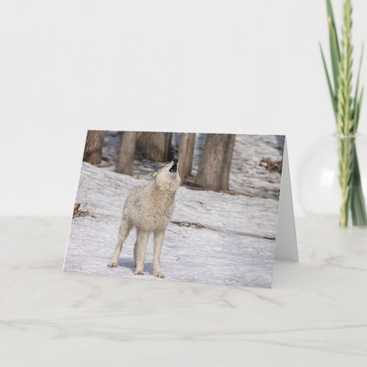 Carte pour notes blanc hurlant loup blanc (Devant)