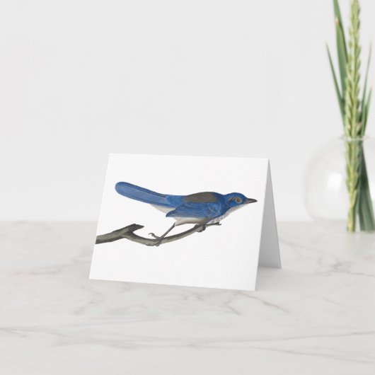 Carte pour notes Bluebird (Devant)