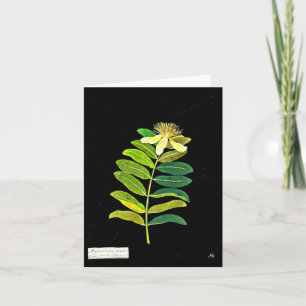 Carte pour notes-Botanique-Mary Delany 12