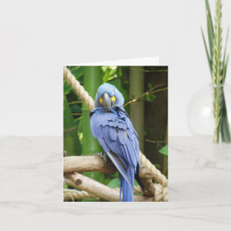Carte pour notes d'ara de jacinthe