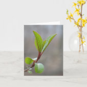 Carte pour notes de Blackhaw (Fleur jaune)