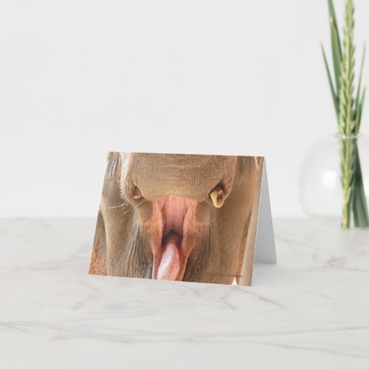 Carte pour notes de bouche d'éléphant (Devant)