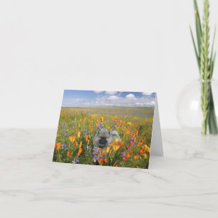 Carte pour notes de chiot de ressort
