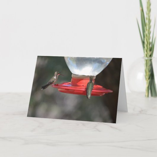 Carte pour notes de colibri (Devant)