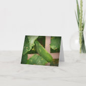 Carte pour notes de concombre (Devant)