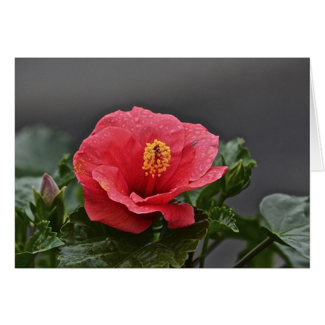 Carte pour notes de fleurs (Devant horizontal)