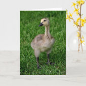 Carte pour notes de Gosling d'oie du Canada (Fleur jaune)