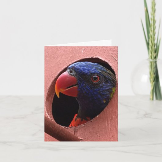 carte pour notes de lorikeet (bonjour) (Devant)