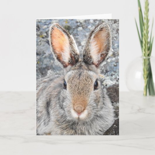 Carte pour notes de Montagne Cottontail (Devant)